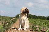 LABRADOR 448